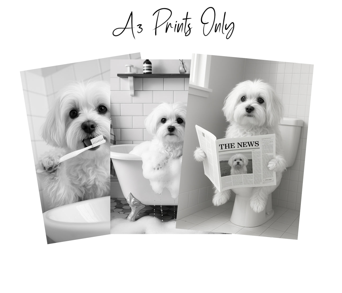 Maltese Bathroom Wall Art Prints – Funny Dog Decor l A4 or A3 l Set of 3