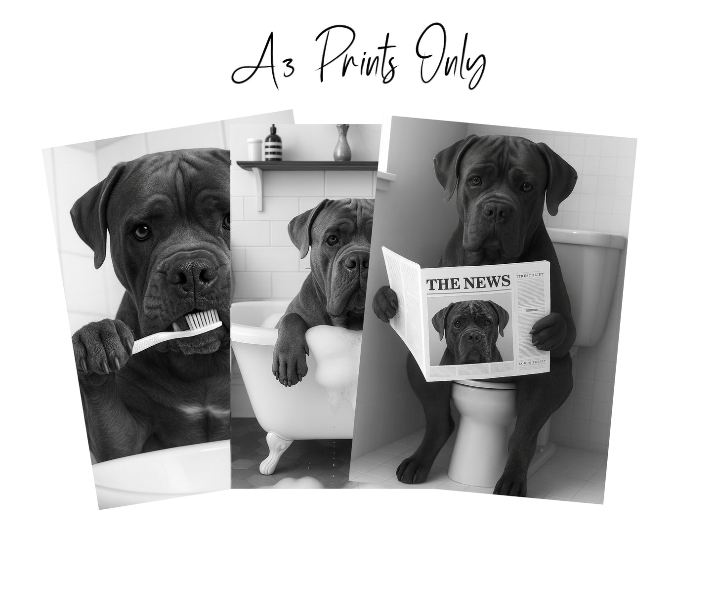 Cane Corso Bathroom Wall Art Prints – Funny Dog Decor l A4 or A3 l Set of 3